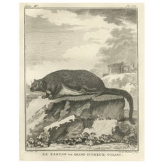 Original Antike Gravur des roten großen fliegenden Eichhörnchens oder „Le Taguan“, 1766