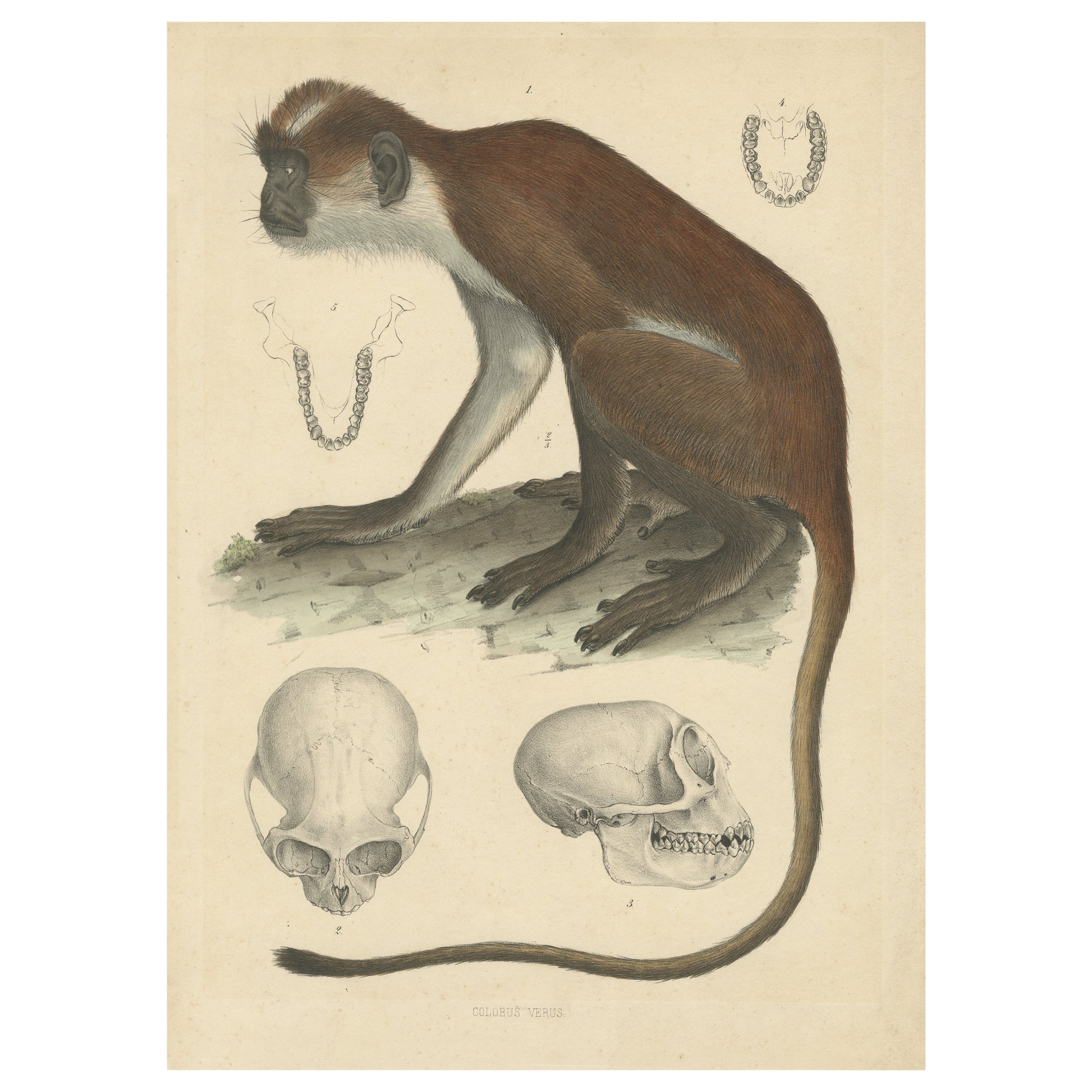 Seltener Vintage-Druck: Olive Colobus Monkey - Naturgeschichte Kunst, um 1853