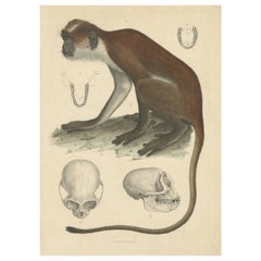 Rare estampe d'époque : Singe Colobe Oliver - Natural History Art, circa 1853