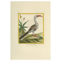 Gravure ancienne originale coloriée à la main du calao à bec rouge, vers 1770