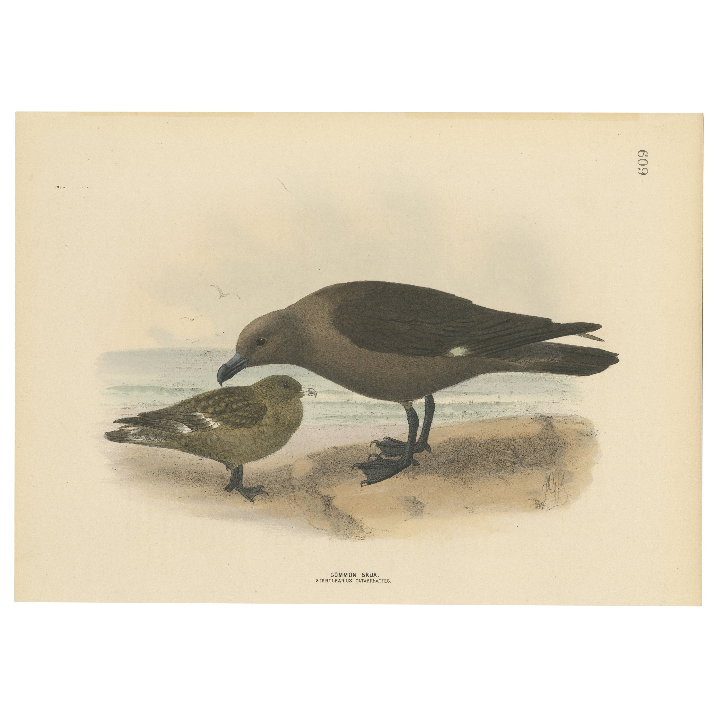 The Common Skua: Hand-colored from Dresser's Birds of Europe (1871-1896) For Sale
