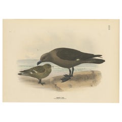 The Common Skua: Hand-colored from Dresser's Birds of Europe (1871-1896)