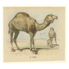De Kameel: A Vintage Illustration of Camels in the Desert, circa 1900