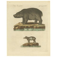 Incisione antica su rame di Ippopotamo e Tapiro di Bertuch, 1800
