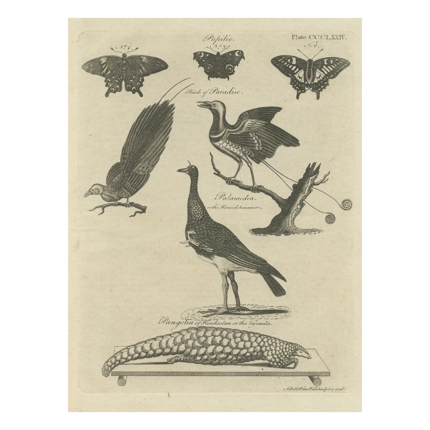 Engraving of Butterflies, Birds of Paradise, Horned Screamer, Pangolin, ca.1800 For Sale