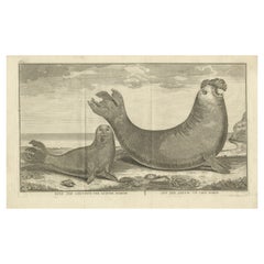 Criaturas marinas en un grabado antiguo: Una leona marina y un elefante marino, 1765