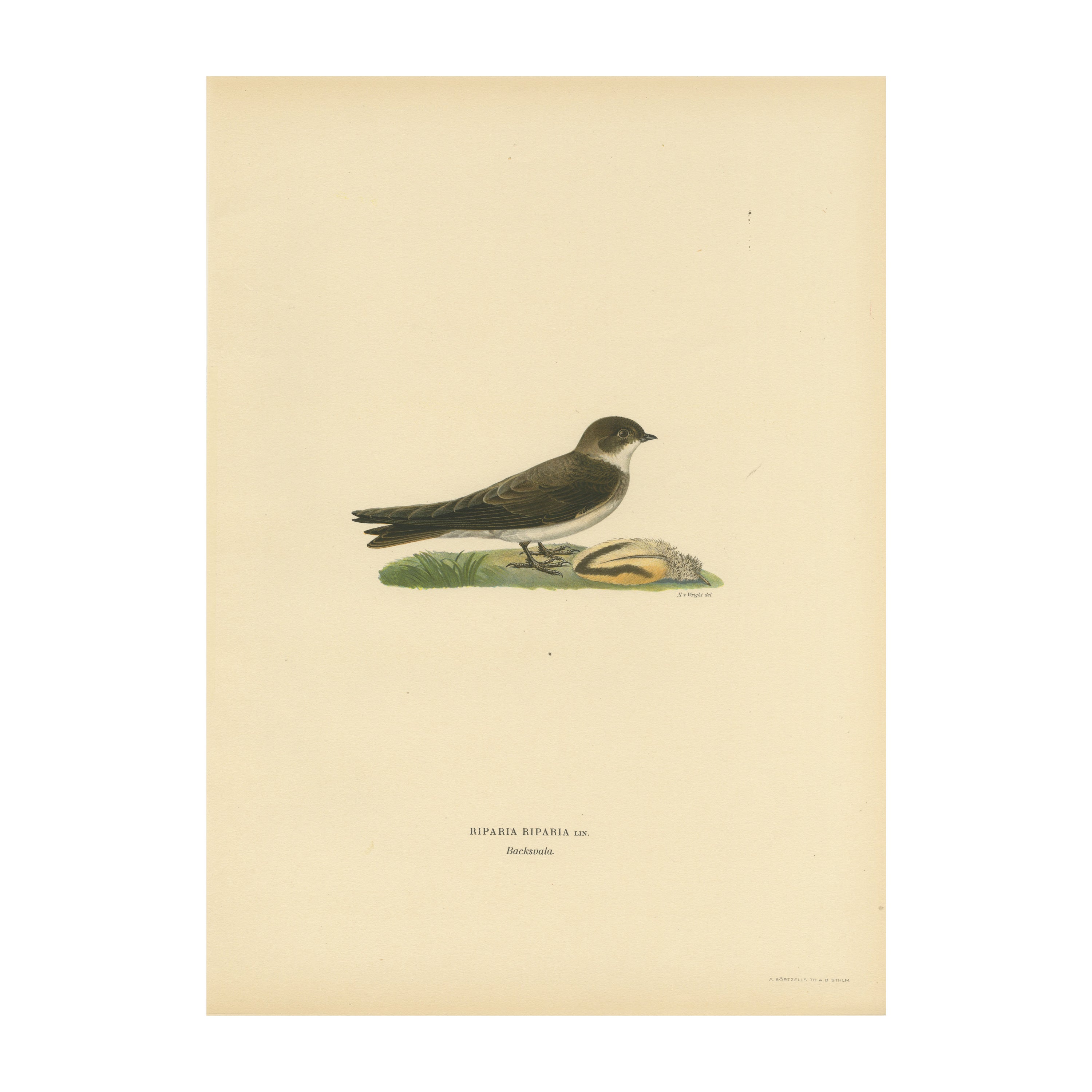 Riparia – handkolorierte Sand Martin-Lithographie von M. von Wright, 1927