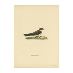 Riparia Riparia - Litografia di Martin colorata a mano da M. von Wright, 1927
