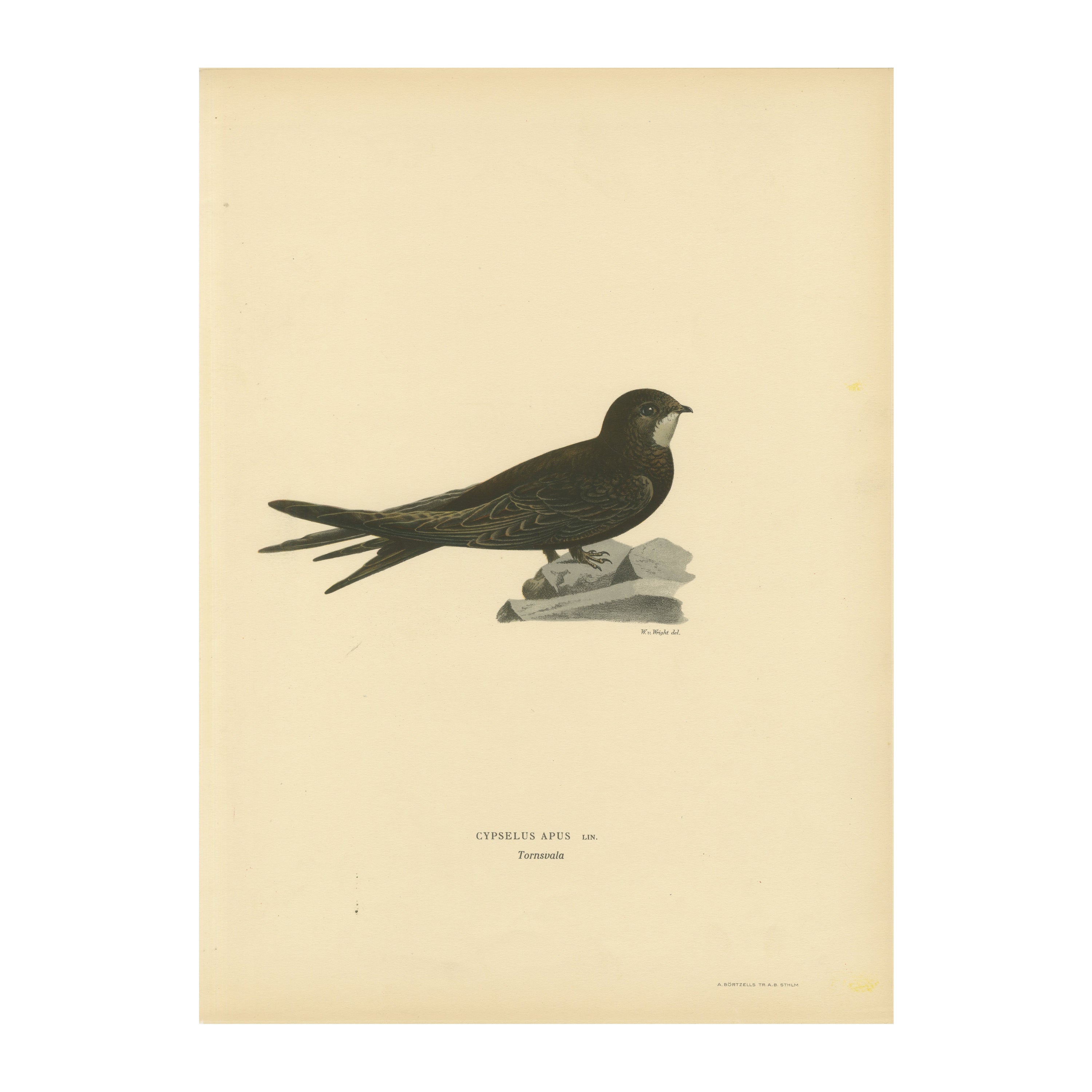Cypselus Apus – handkolorierte Common Swift-Lithographie, 1927