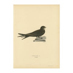 Cypselus Apus - Lithographie Common Swift colorée à la main, 1927
