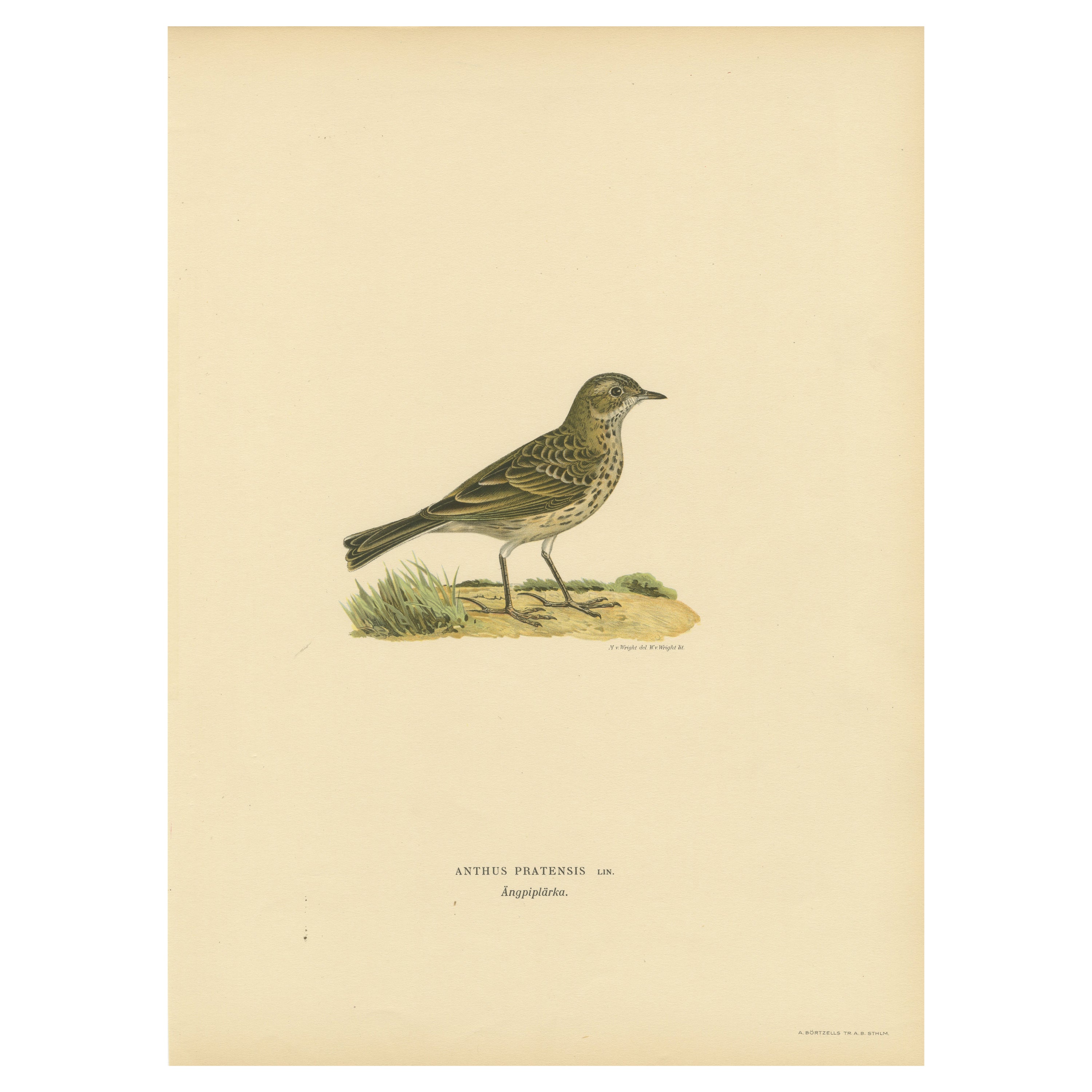 Anthus Pratensis - Hand-colored Meadow Pipit Lithograph, 1927
