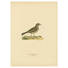 Anthus Pratensis - Lithographie de pipe de mouton colorée à la main, 1927