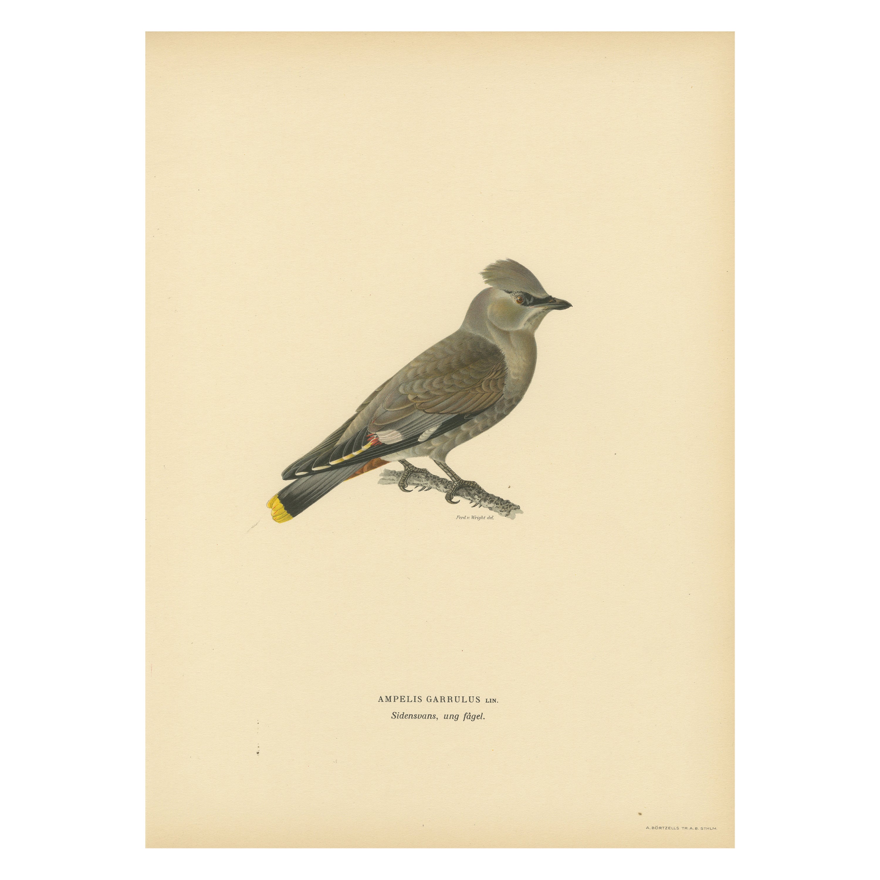 Ampelis Garrulus – handkolorierte böhmische Wachswing-Lithographie, 1927