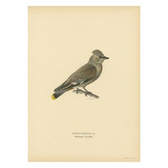 Ampelis Garrulus - Lithographie de jaseur de Bohème coloriée à la main, 1927