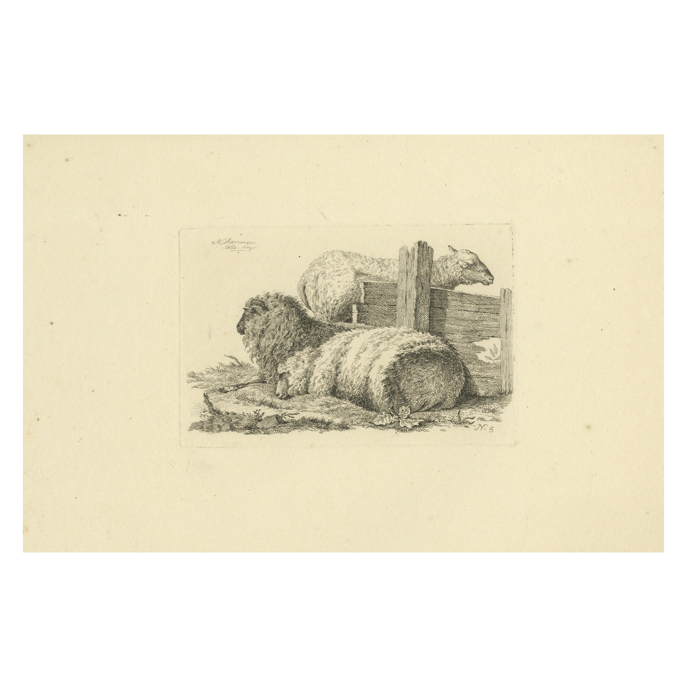 Aguafuerte de tres ovejas descansando junto a una valla: Estudio de animales de granja, por Oberman en 1810