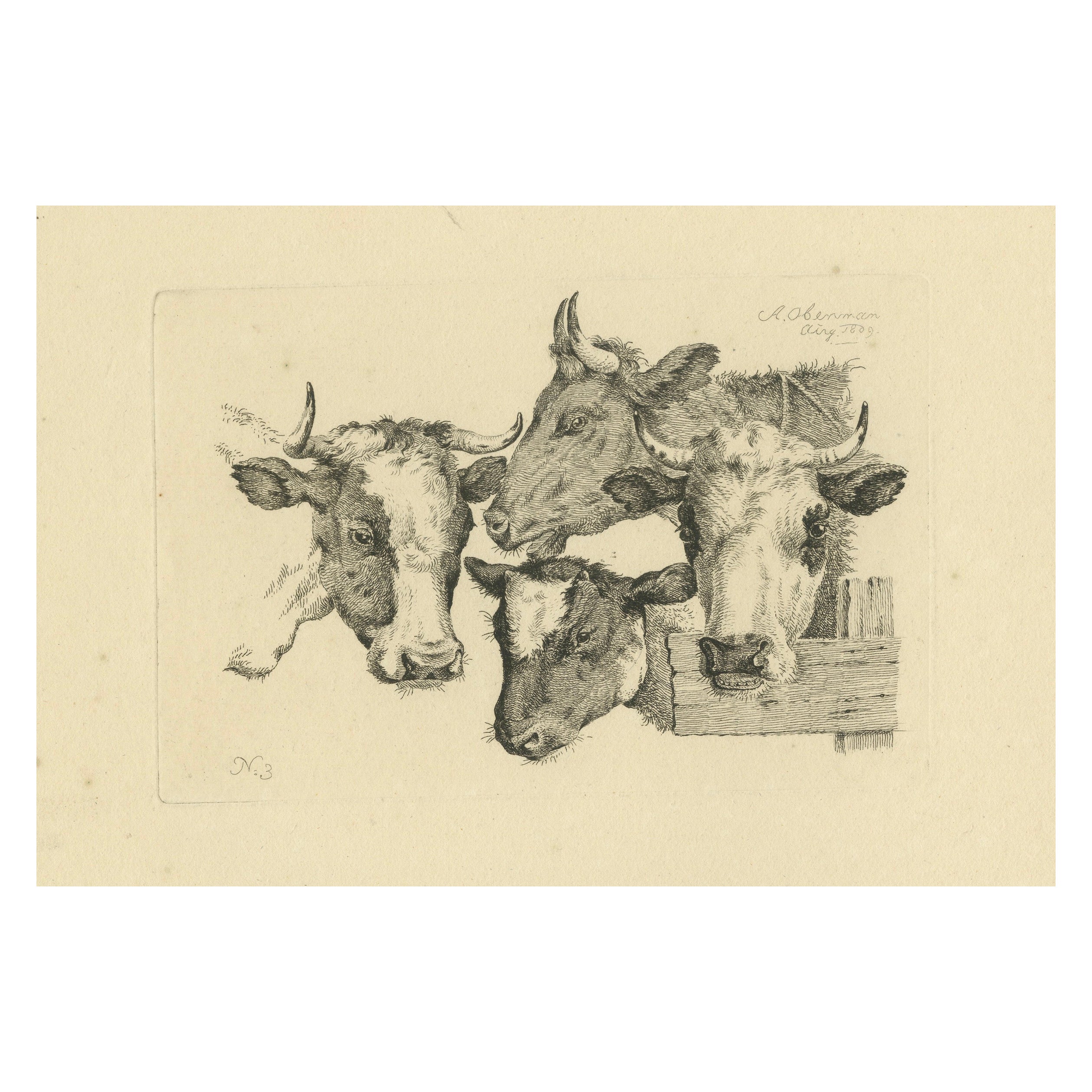 Aguafuerte de cuatro cabezas de vaca: Estudio detallado de animales de granja por Oberman, 1809