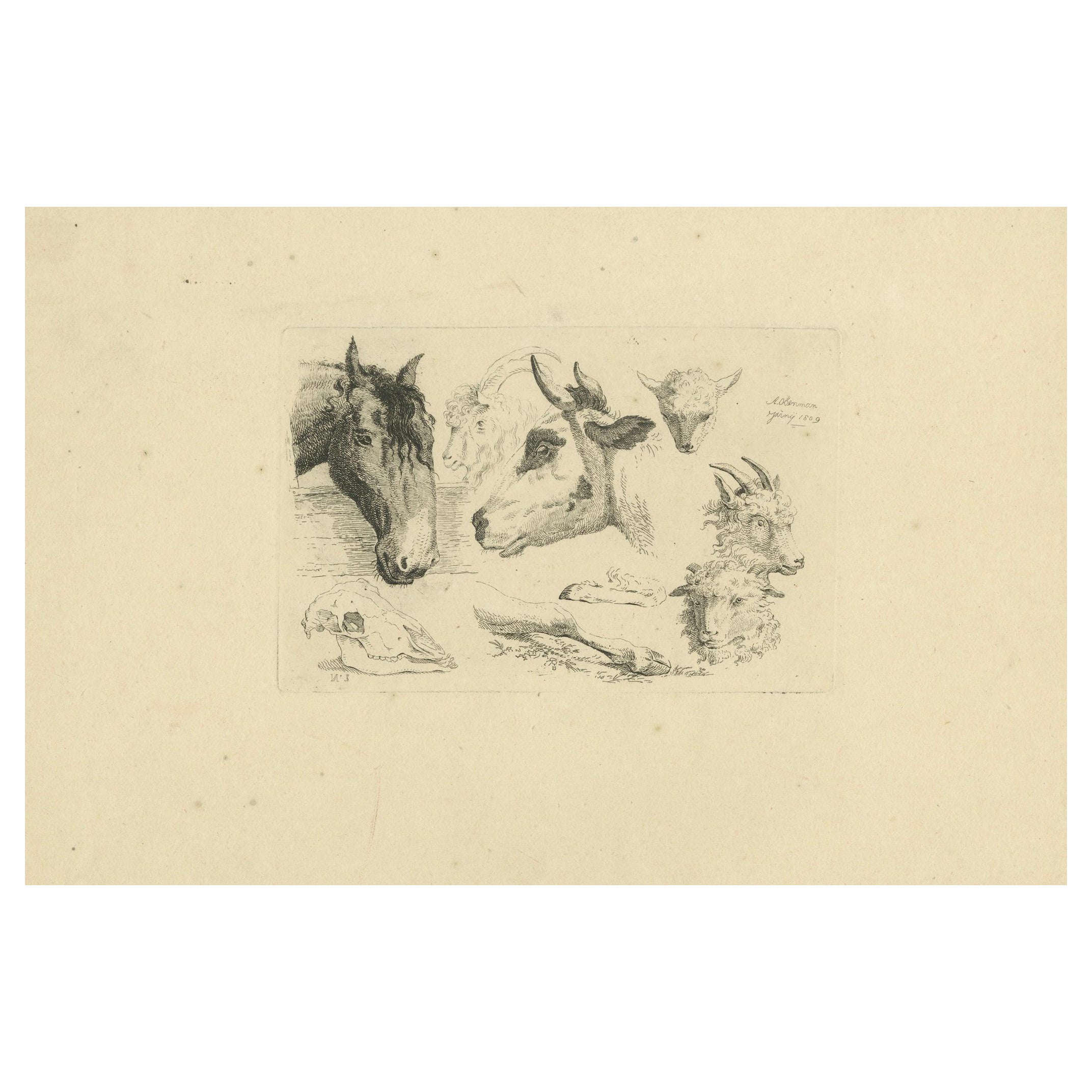 Grabado al aguafuerte detallado de cabezas de caballo, vaca, cabra y oveja por Oberman, 1809