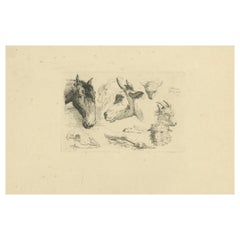 Grabado al aguafuerte detallado de cabezas de caballo, vaca, cabra y oveja por Oberman, 1809