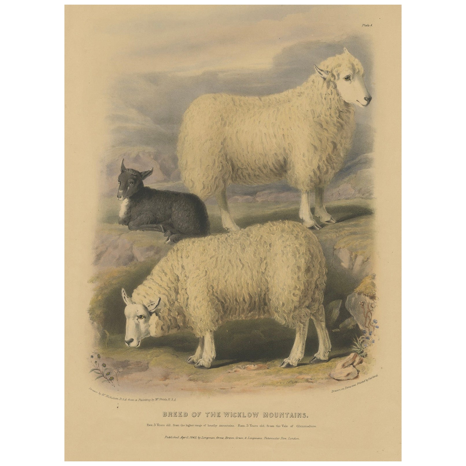 Litografía antigua de oveja, carnero y cordero de las montañas de Wicklow en Irlanda - 1842 en venta