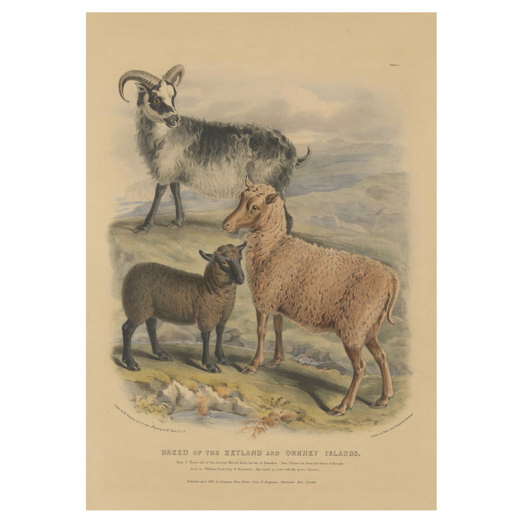 Litografía antigua de Oveja, Carnero y Cordero de las Islas Zetland y Orcadas - 1842