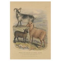 Litografía antigua de Oveja, Carnero y Cordero de las Islas Zetland y Orcadas - 1842