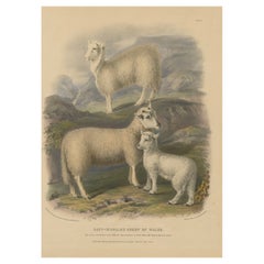 Litografía antigua Oveja, carnero y cordero de la oveja suave de Gales - 1842