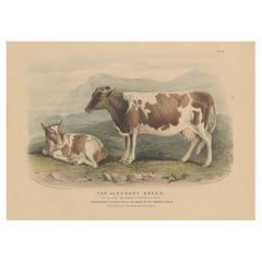 Litografía antigua de vaca y ternero de la raza Alderney en las Islas Anglonormandas - 1841