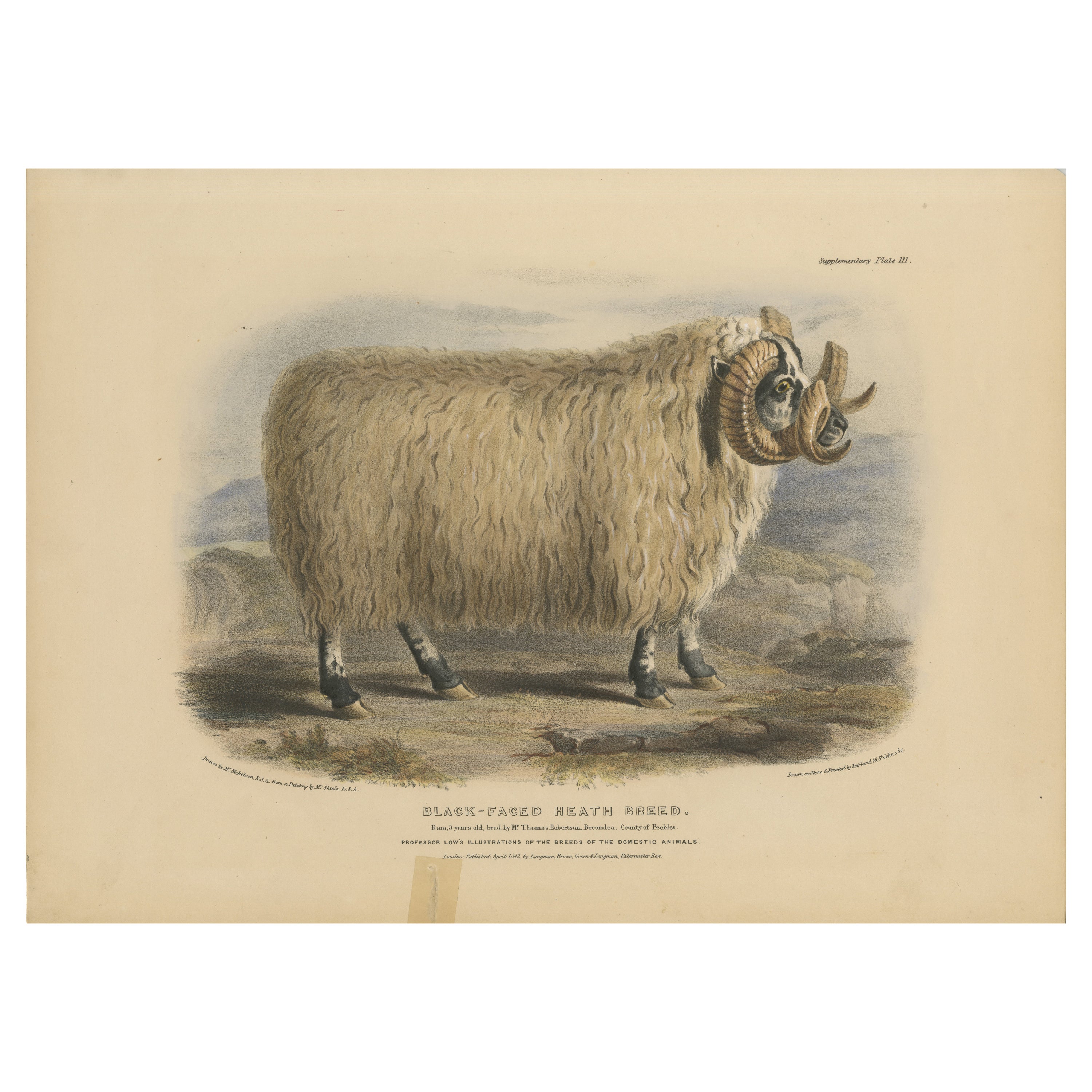 Litografia di un ariete di razza brughiera dal muso nero o muso nero scozzese, 1841