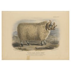 Litografia di un ariete di razza brughiera dal muso nero o muso nero scozzese, 1841