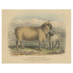 Litografía de Oveja y Cordero de la Raza South Down de Sussex, Inglaterra, 1841