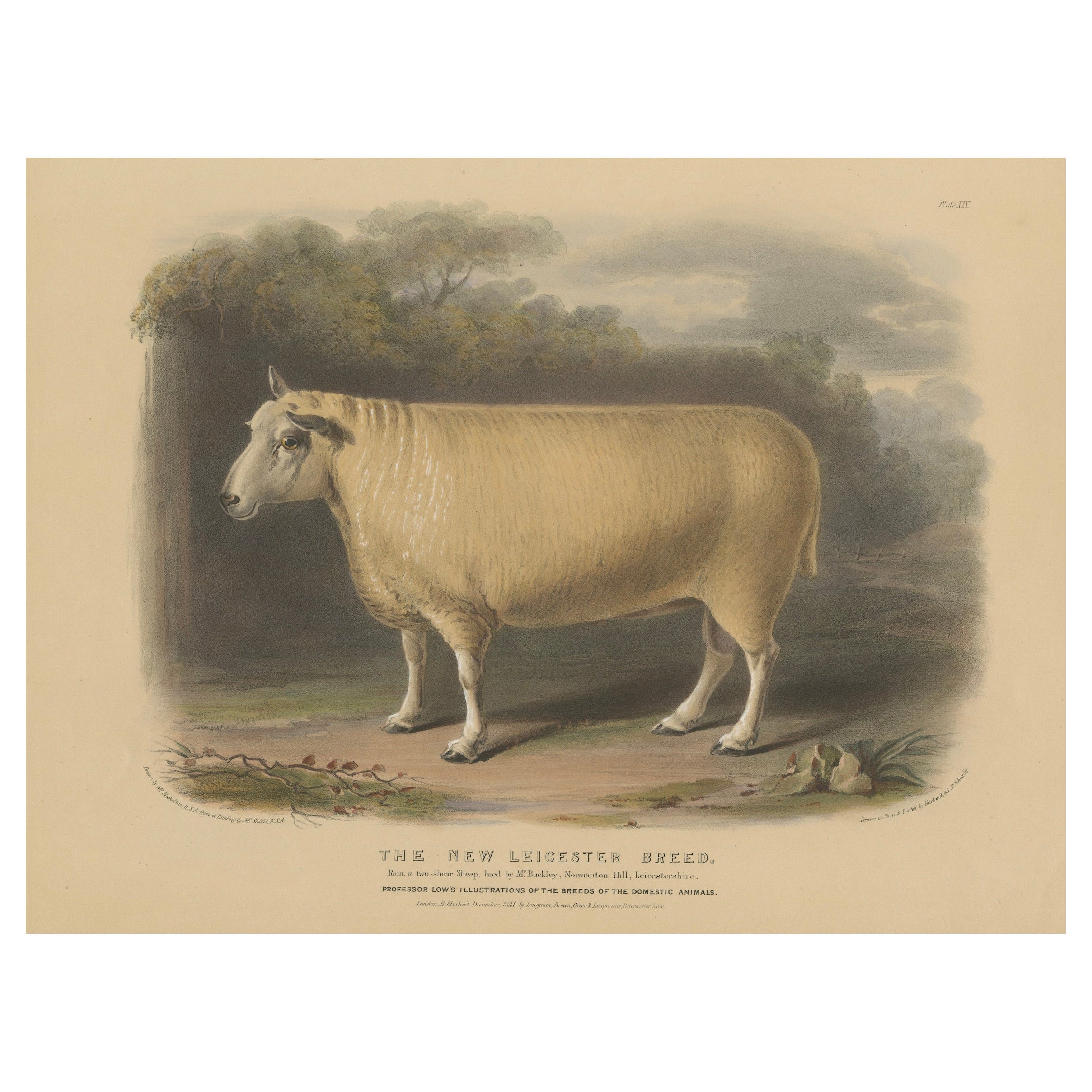 Litografía antigua de un carnero de la nueva raza Leicester - 1841