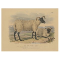 Litografía antigua de una oveja y un cordero de la antigua raza Norfolk - 1841