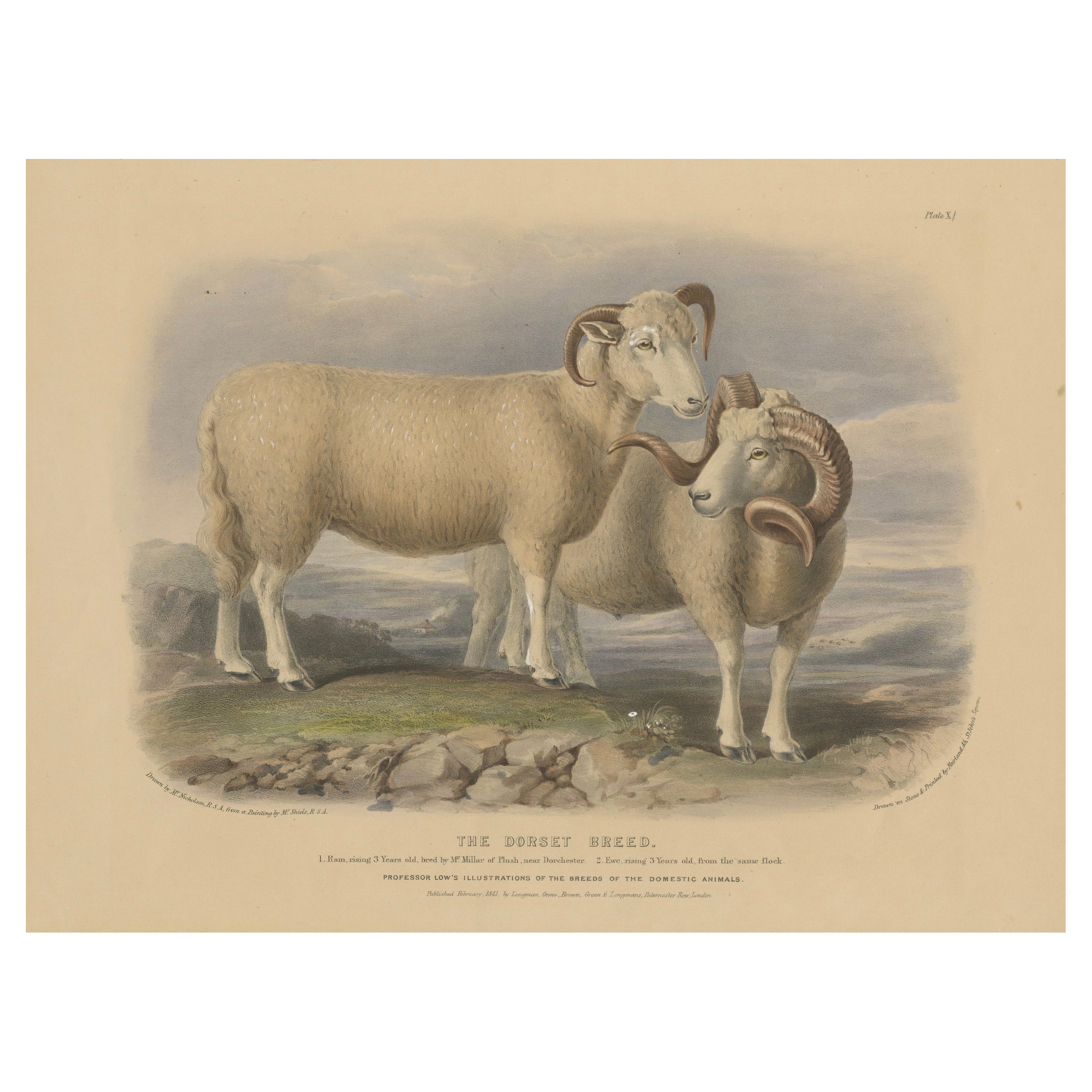 Litografía antigua de un carnero y una oveja de la raza Dorset - 1841