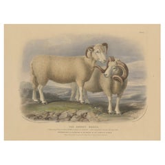 Litografía antigua de un carnero y una oveja de la raza Dorset - 1841