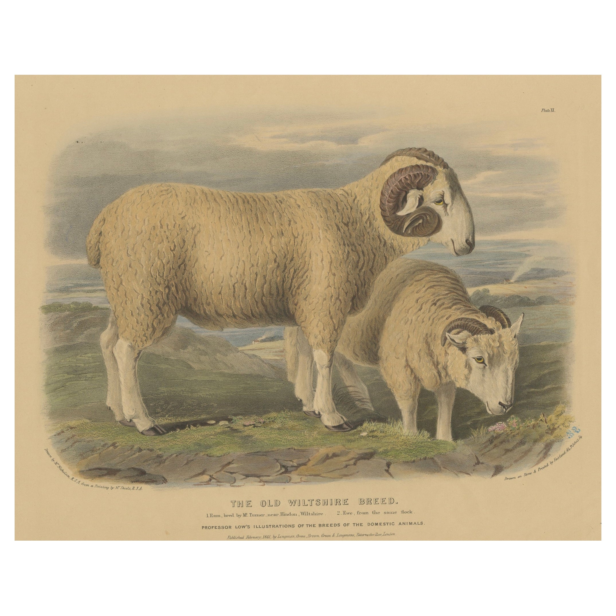 Litografía antigua de un carnero y una oveja de la antigua raza Wiltshire - 1841