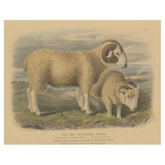 Litografía antigua de un carnero y una oveja de la antigua raza Wiltshire - 1841