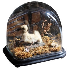 Late 19th Century Four Legged Victorian Duckling Taxidermy Curio Macarbe