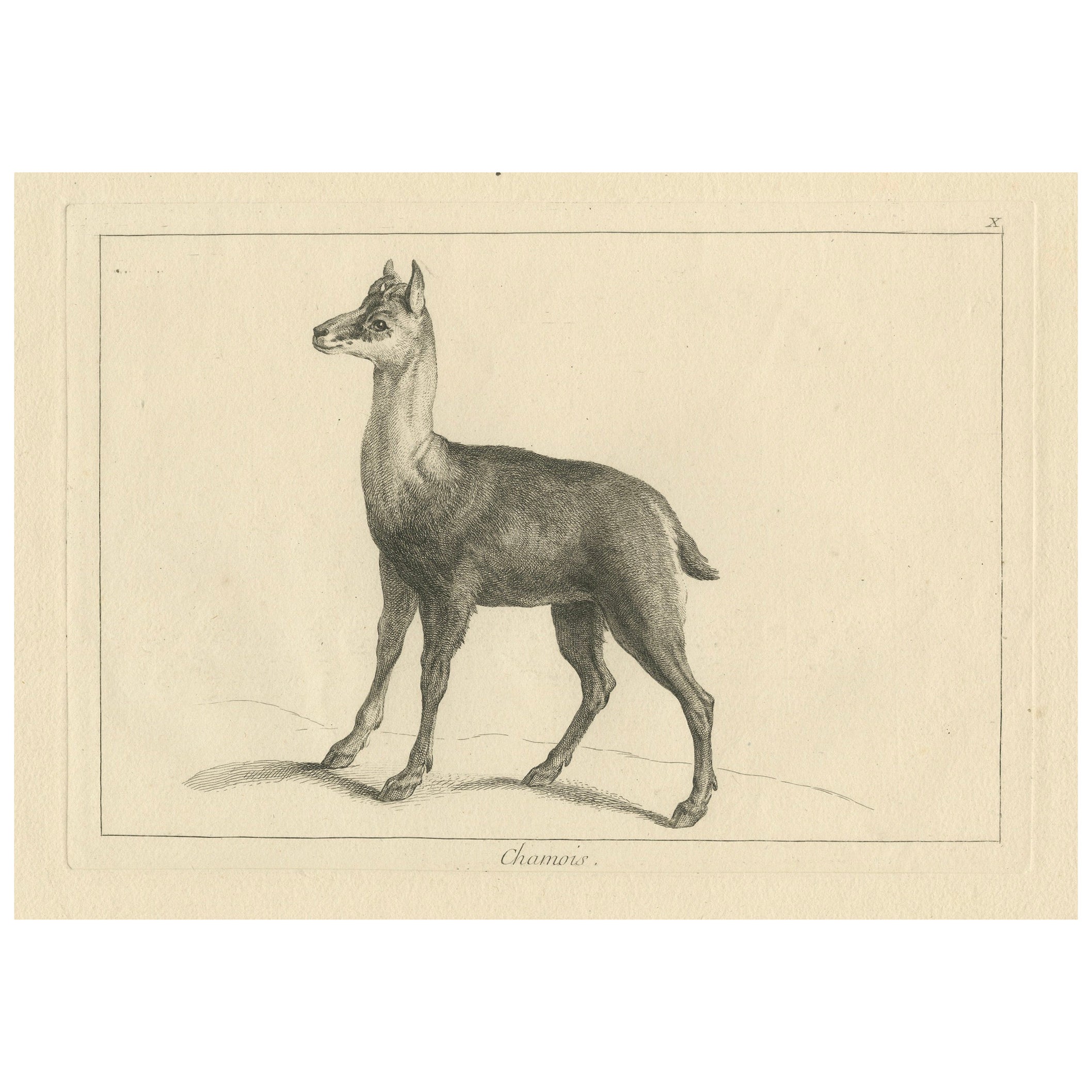 Gamuza Ágil o Antilope de Cabra Montés: Un grabado detallado - hacia 1740 en venta