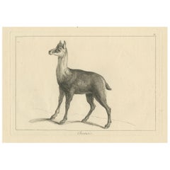 Gamuza Ágil o Antilope de Cabra Montés: Un grabado detallado - hacia 1740