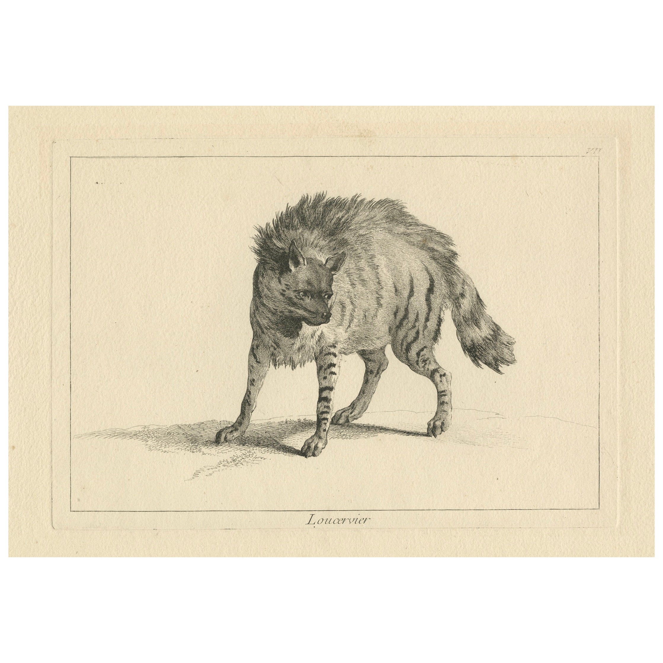 La Majestic Lynx eurasiatica: Un'acquaforte dettagliata - circa 1740