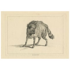 La Majestic Lynx eurasiatica: Un'acquaforte dettagliata - circa 1740