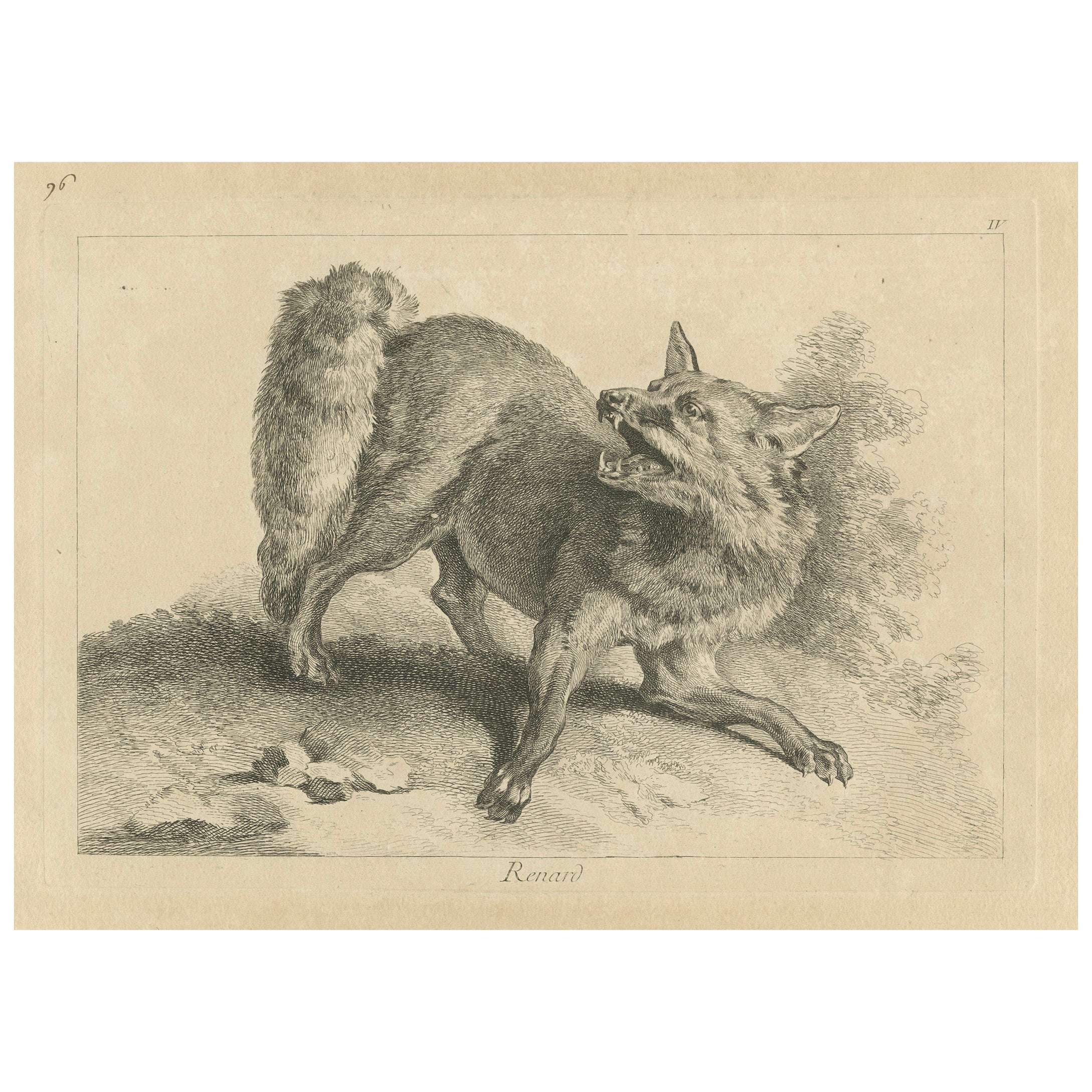Renard, El zorro rojo: Un grabado original detallado - hacia 1740