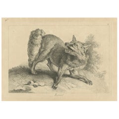 Antique Renard, The Red Fox: An Original Detailed Etching - circa 1740