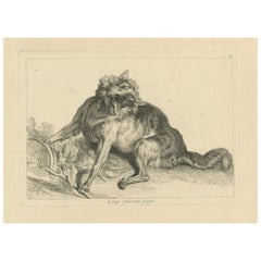Lobo atrapado: Un grabado detallado - hacia 1740