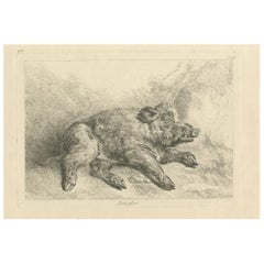Jabalí descansando: Un grabado detallado - hacia 1740
