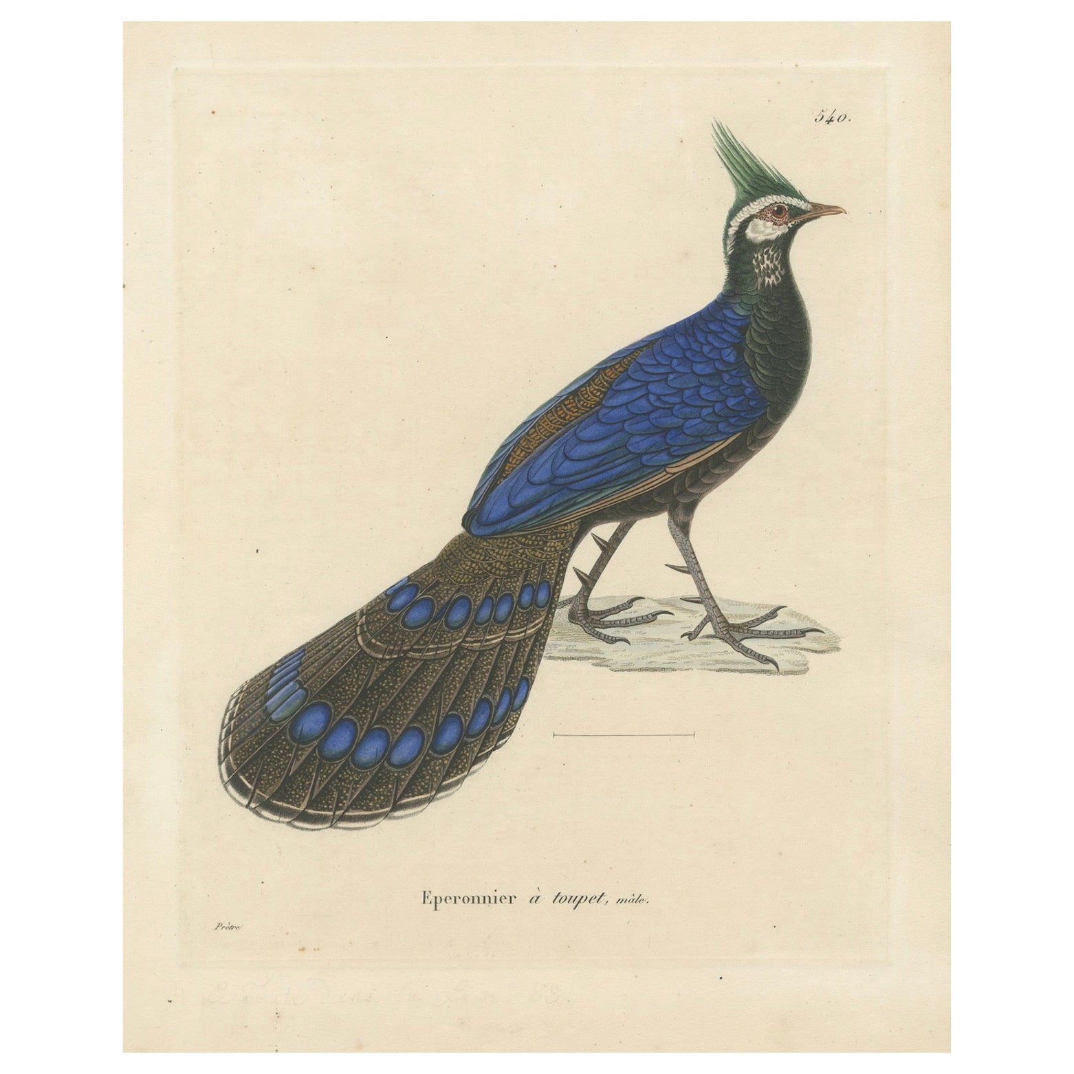 Hand-Colored Ornithological Illustration of the Palawan Peacock-Pheasant, 1838