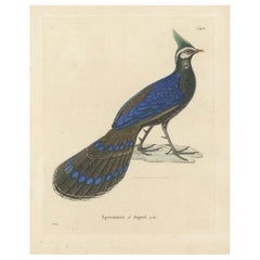Hand-Colored Ornithological Illustration of the Palawan Peacock-Pheasant, 1838