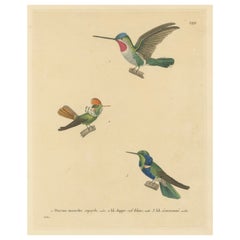 Ilustración ornitológica de colibríes de N.Huet y J.G.Prêtre, 1838