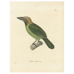 Ornithological Illustration of the Adult Corbin Barbet (Barbu corbin), 1838