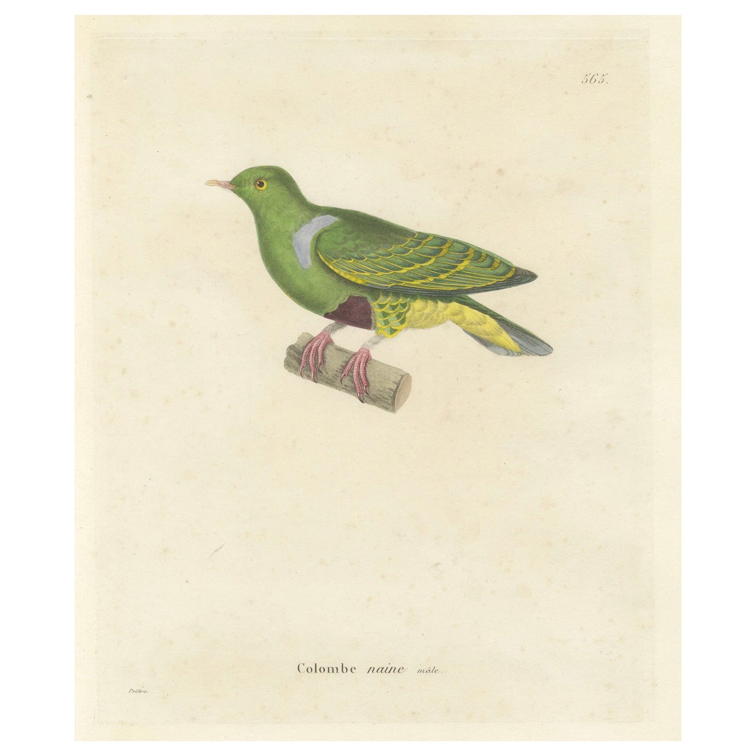 Rare Ornithological Illustration of the Male Dwarf Pigeon (Colombe naine), 1838